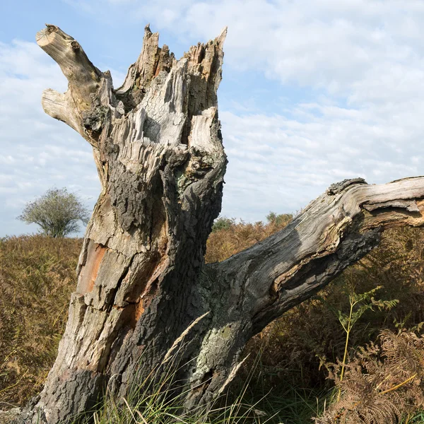 Souche d'arbre dans un paysage de dunes . — Photo