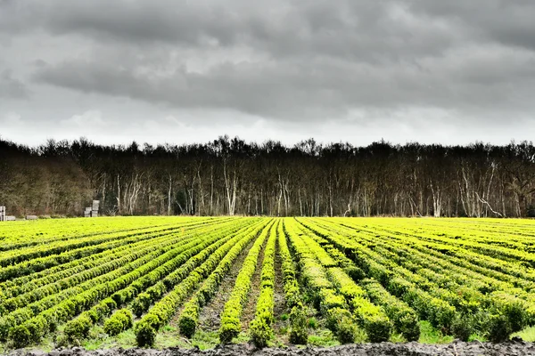 Vivero Buxes . —  Fotos de Stock