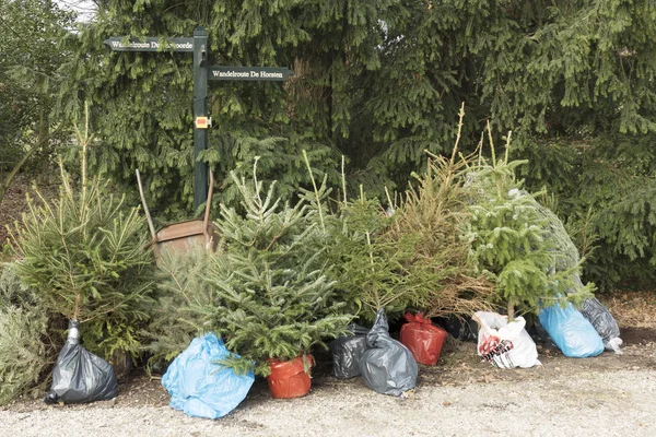 Julgranar reduceras för återplantering. — Stockfoto