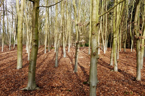 Beuken. — Stockfoto