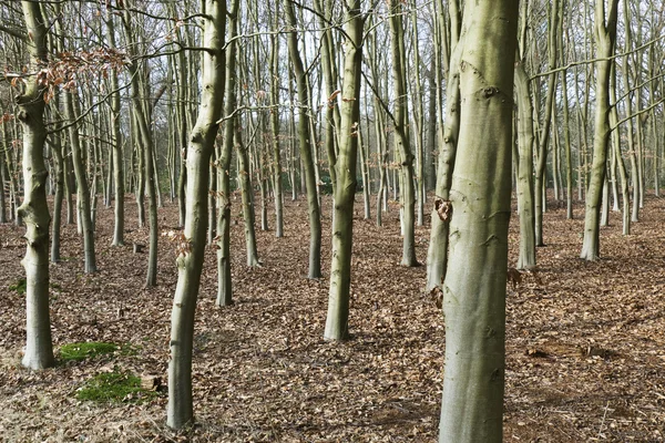 Beuken. — Stockfoto