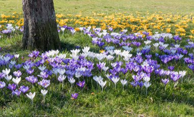 çiçek açan çiğdemler.