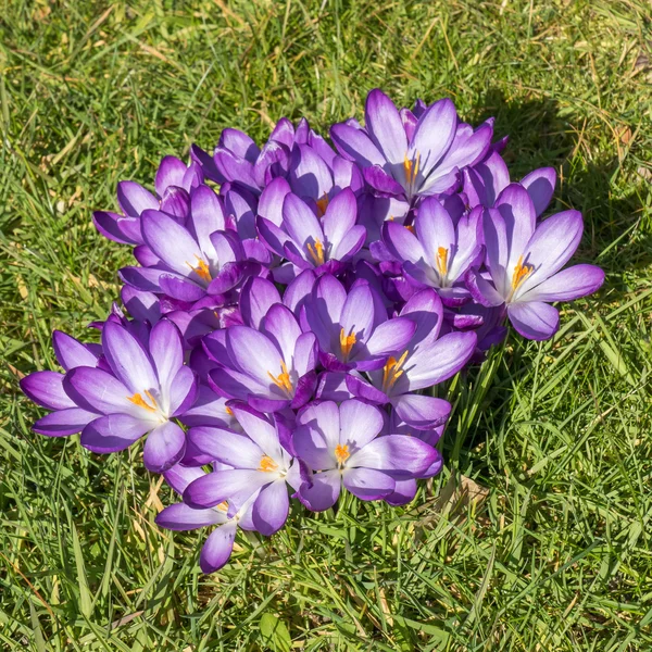 Krokussen. — Stockfoto