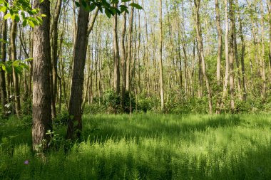 At kuyruğu ile orman.