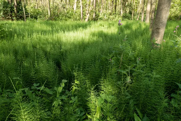 Forest with Horsetail. — Stock Photo, Image