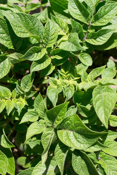 Plantas de patata . — Foto de Stock