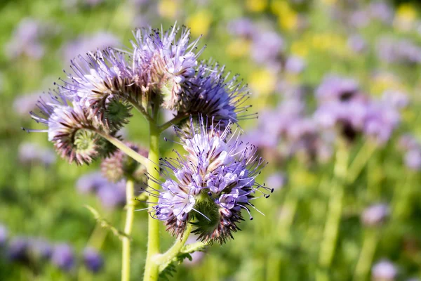 Phacelia tanacetifolia çiçek.