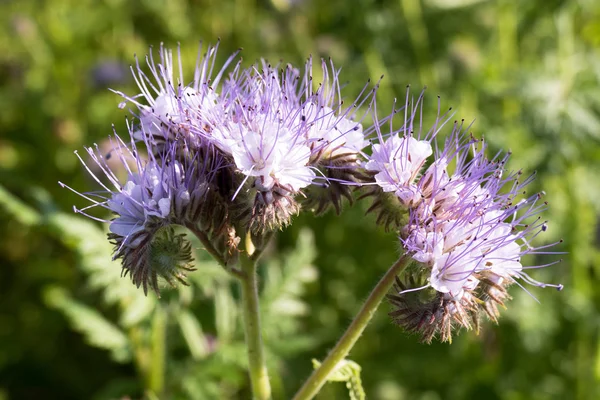 Phacelia tanacetifolia의 꽃. 스톡 사진