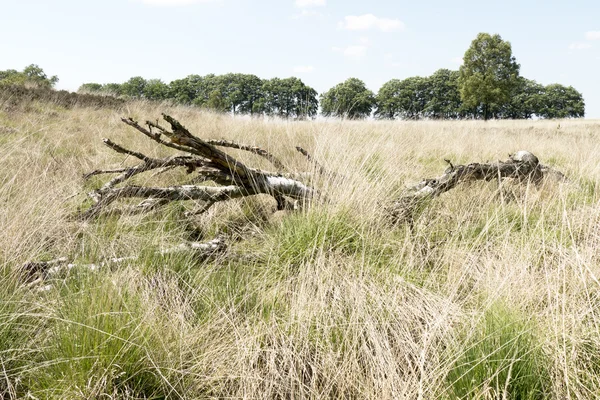 Paesaggio con betulla morta . — Foto Stock