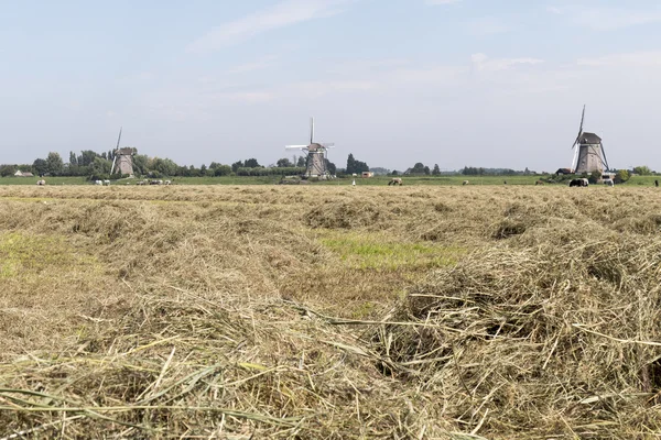 3 つの風車とわらと牧草地します。. — ストック写真