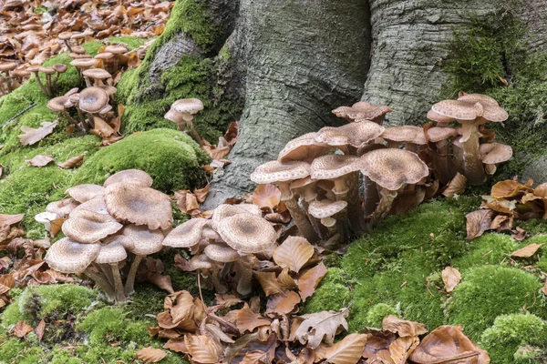 Armillaria honey mushrooms. — Stock Photo, Image