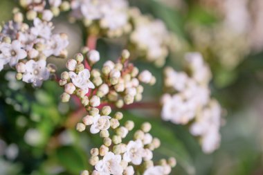 Viburnum tinus flowers