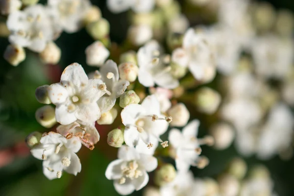 Viburnum tinus flores — Foto de Stock