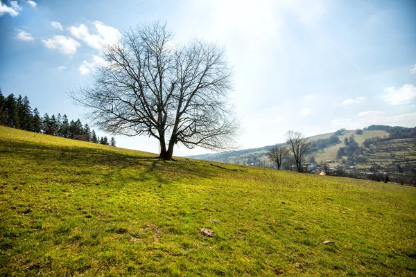 Dominerande ensamt träd — Stockfoto