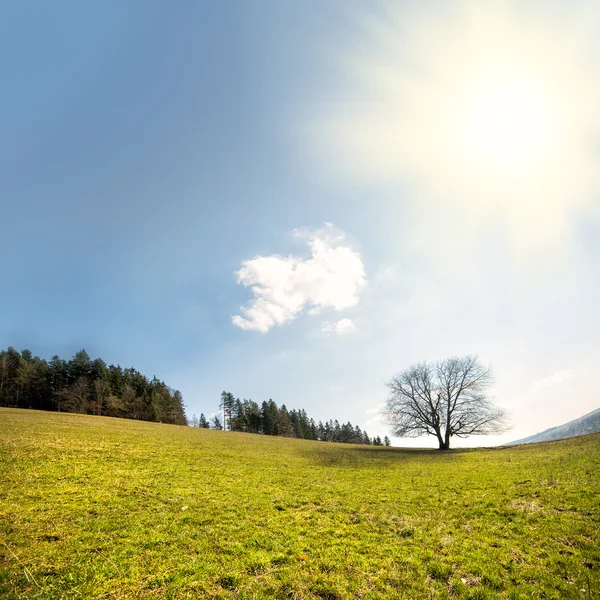 Albero solitario dominante — Foto Stock