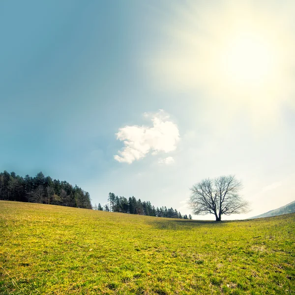 Albero solitario dominante — Foto Stock