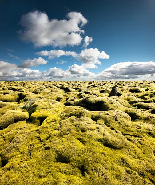 アイスランドの火山のモス — ストック写真