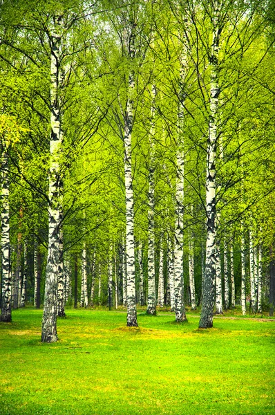 Bosque de parque de abedul — Foto de Stock