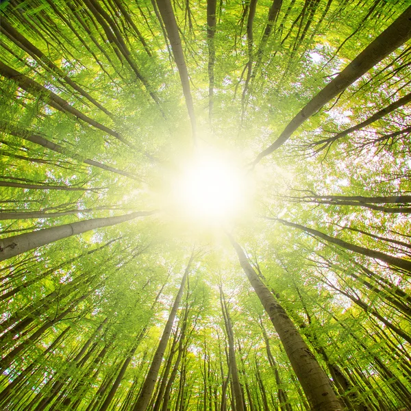 Güneş ile yeşil orman — Stok fotoğraf