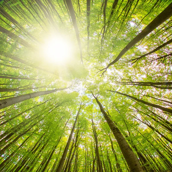 Güneş ile yeşil orman — Stok fotoğraf