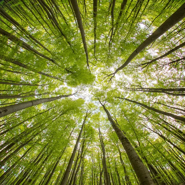 Foresta verde fresca — Foto Stock