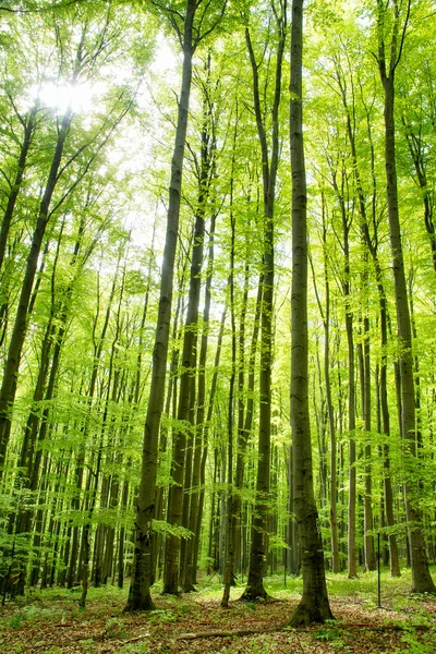 Bosque fresco de primavera — Foto de Stock