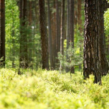 bahar taze çam ormanı arka plan