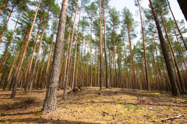 taze bahar güneşli bir gün, güzel orman