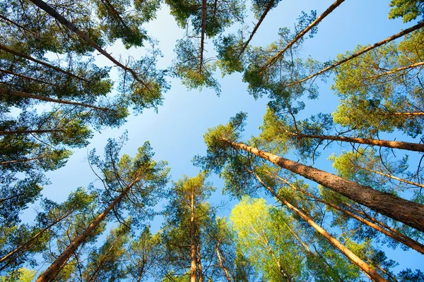 Fresh spring fine forest at sunny day — Stock Photo, Image