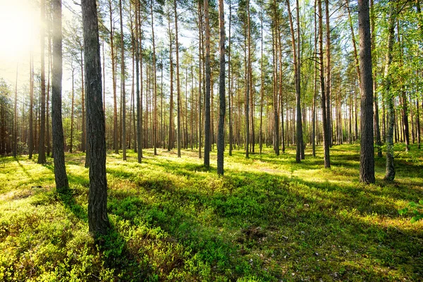 Fresh spring fine forest at sunny day — Stock Photo, Image