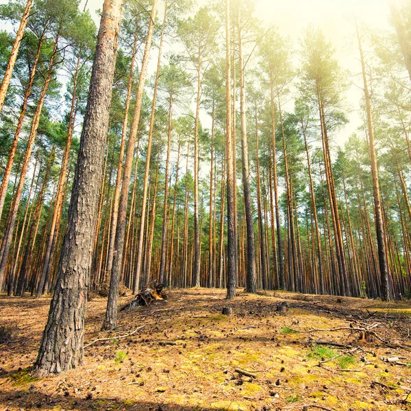 Taze bahar güneşli bir gün, güzel orman — Stok fotoğraf