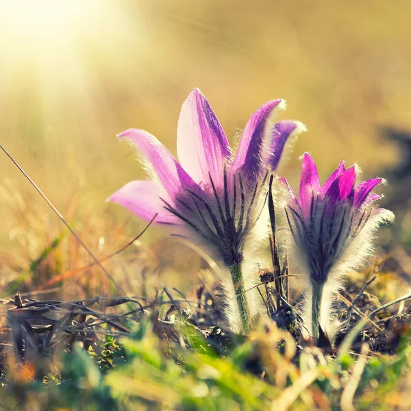 Pasque Flower — Stock Photo, Image
