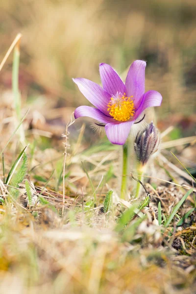 Pasque Wild Flower — Stock fotografie