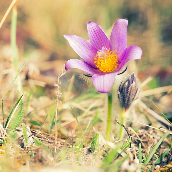 Pasque flor selvagem — Fotografia de Stock