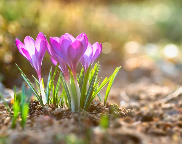 Crocuses — Stock Photo, Image