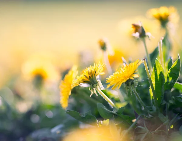 Dandelion — Stock Photo, Image