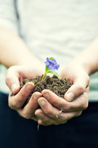 Handen en plant — Stockfoto