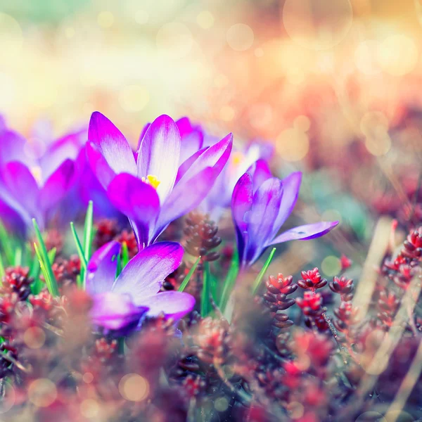 Crocus Spring Flowers — Stock Photo, Image