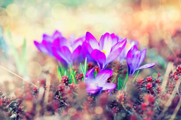 Crocus Spring Flowers — Stock Photo, Image