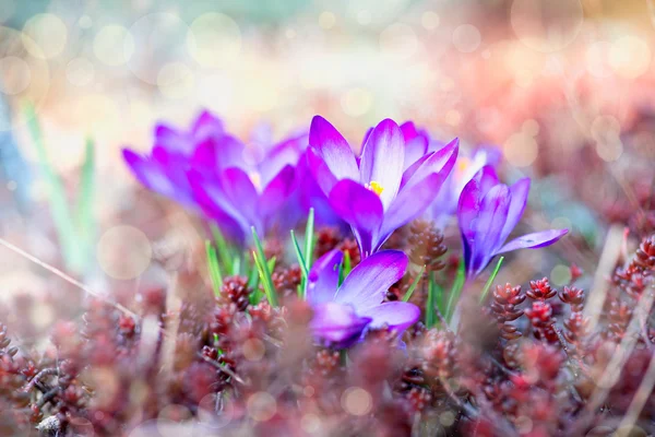 Crocus fleurs de printemps — Photo