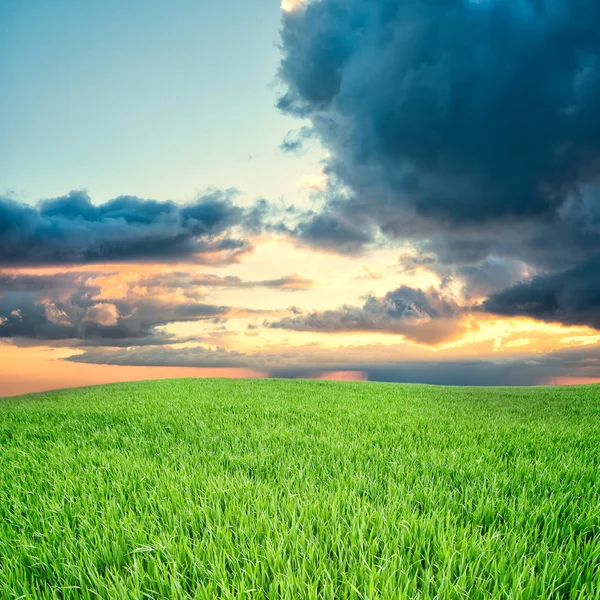 Green meadow — Stock Photo, Image