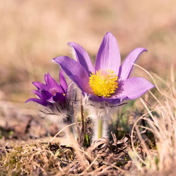 Pasque çiçek — Stok fotoğraf