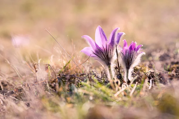 Mill blommor — Stockfoto