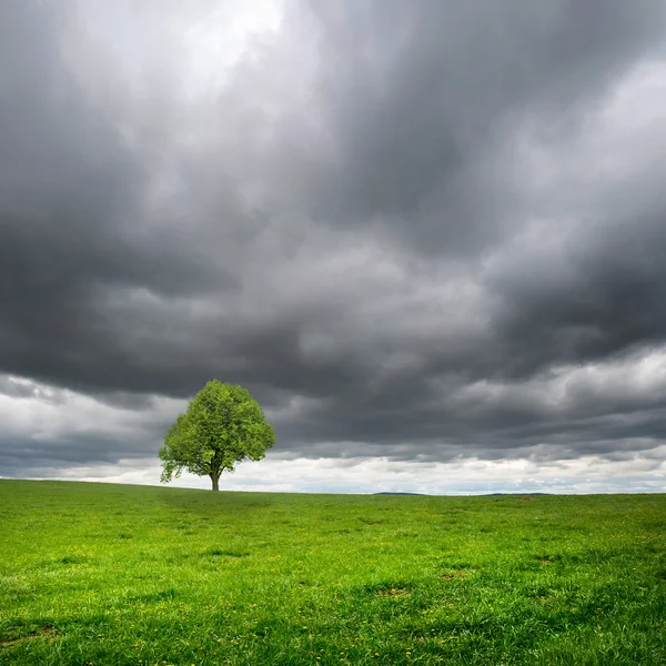 Äng — Stockfoto