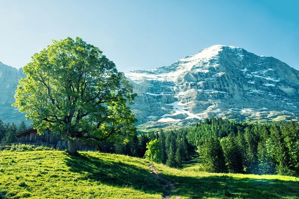 Північній стіні Eiger — стокове фото