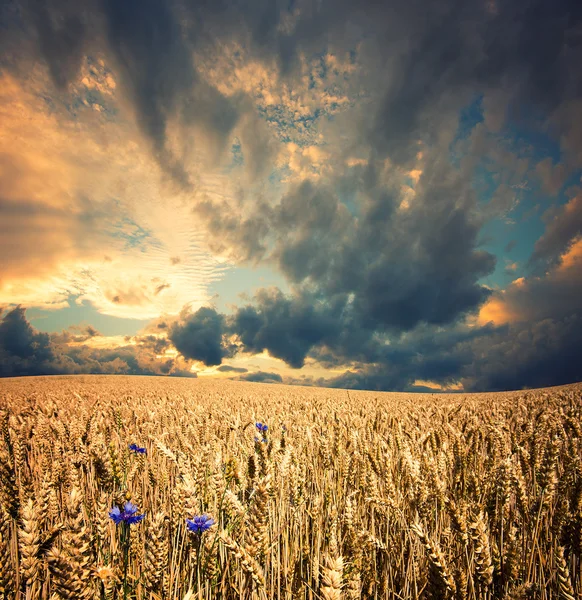 Wheat field — Stock Photo, Image