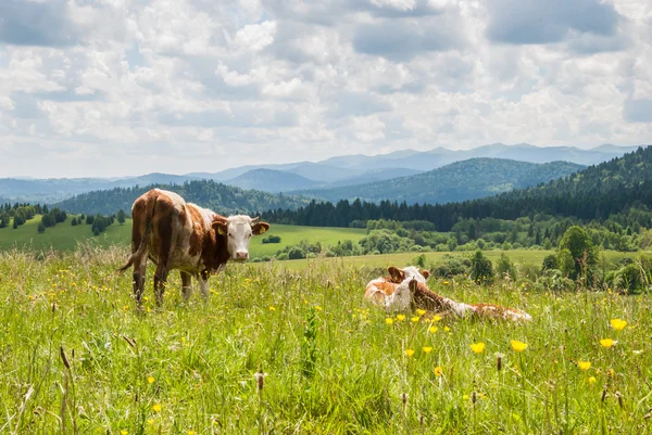 Vacas en un prado — Foto de Stock