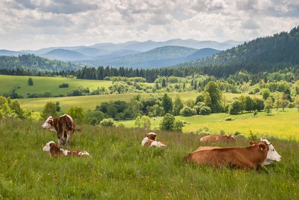 Vacas en un prado — Foto de Stock