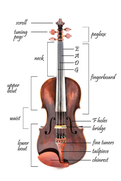 Части скрипки — стоковое фото