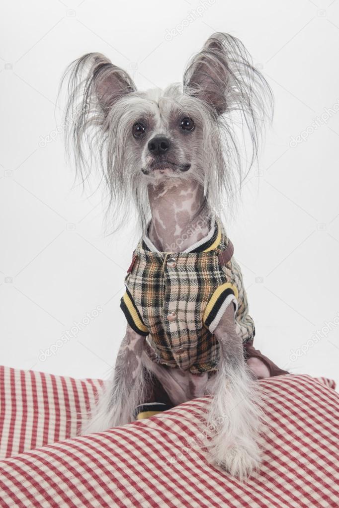Hairless Chinese Crested Dog